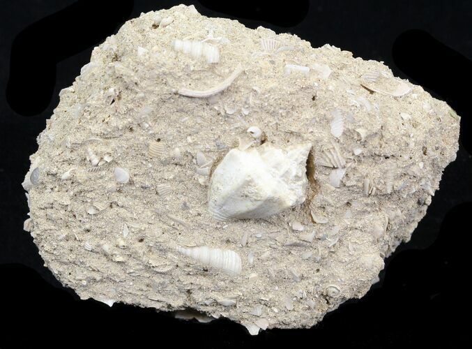 Eocene Fossil Gastropod (Athleta) - Damery, France #32439